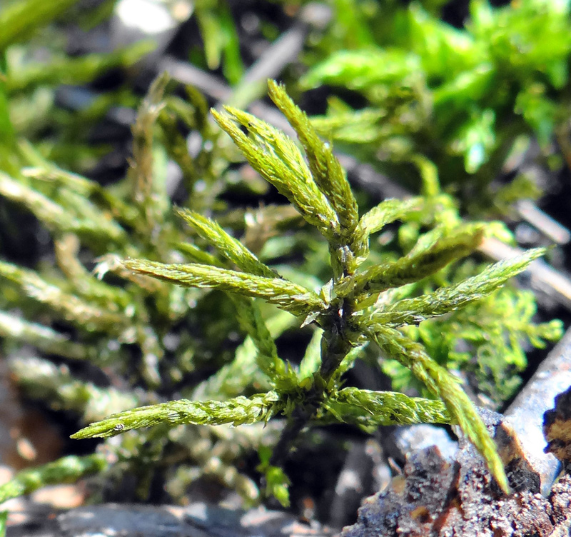 Climacium americanum